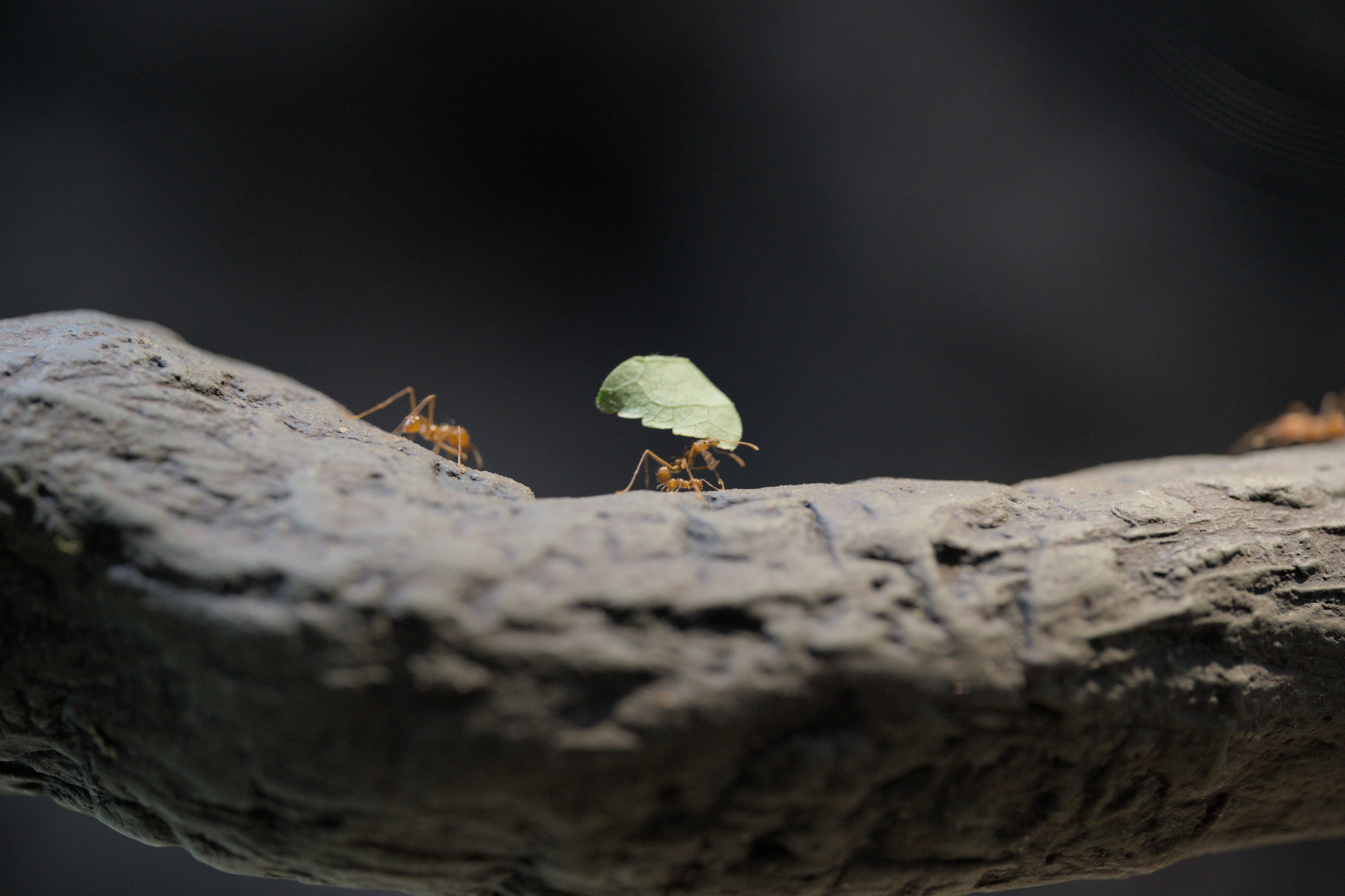 2025/10/12 - zoo/DSC_0236.jpg